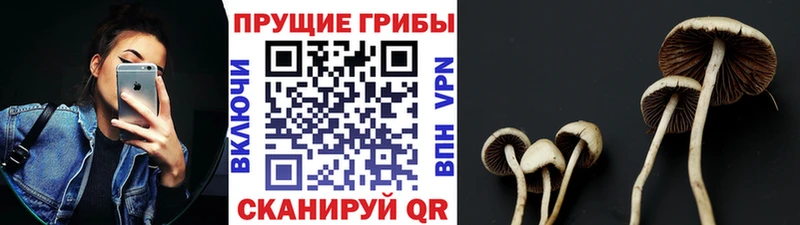Псилоцибиновые грибы прущие грибы  Новотитаровская 